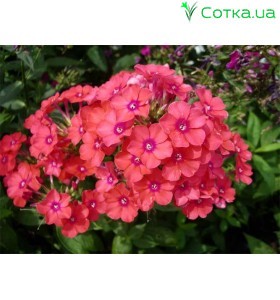 Флокс (Phlox)	Spit Fire