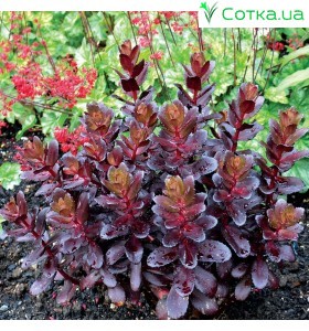 Седум (Sedum)	Touchdown Teak®
