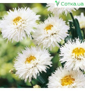 Нивяник (Leucanthemum)	Aglaia