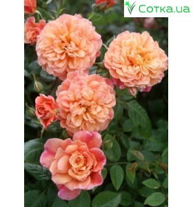 Роза Aloha