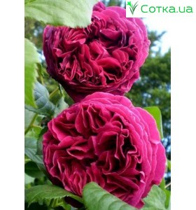Роза Falstaff