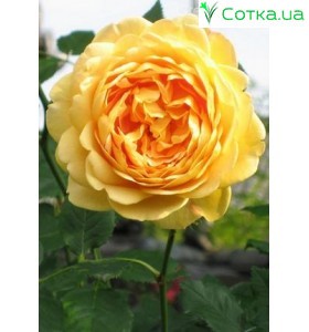 Роза Golden Celebration