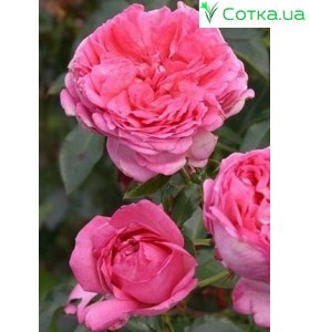 Роза La Rose de Molinard