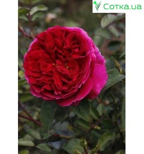 Роза Othello
