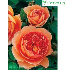 Роза Pet austin