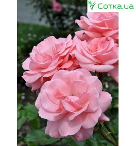 Queen elizabeth grandiflora