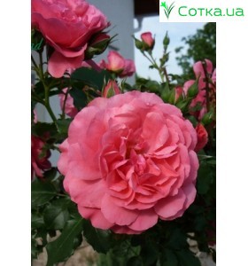 Rosarium yuthersen