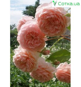 Роза William Morris