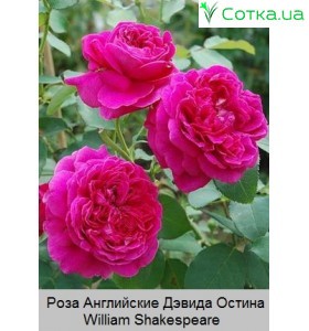 Роза William Shakespeare