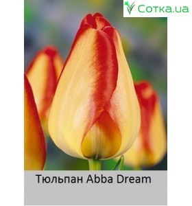 Abba Dream