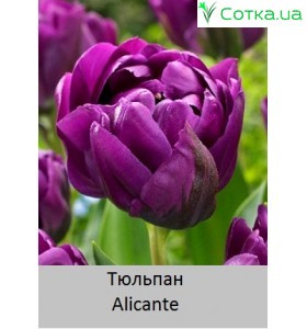 Alicante