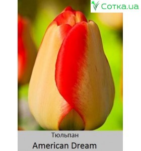Тюльпан American Dream