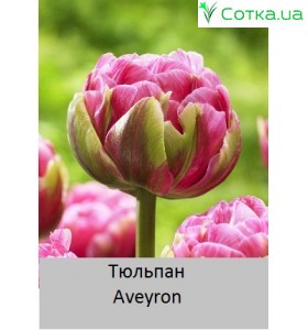 Aveyron