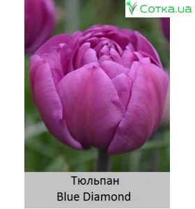 Blue Diamond