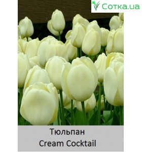 Тюльпан Cream Cocktail