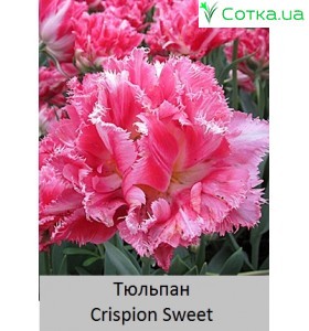 Crispion Sweet