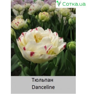 Danceline