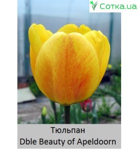 Dble Beauty of Apeldoorn