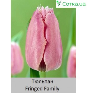 Fringed Family