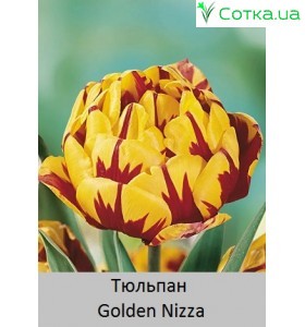 Golden Nizza