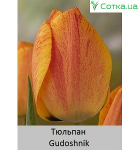 Тюльпан Gudoshnik