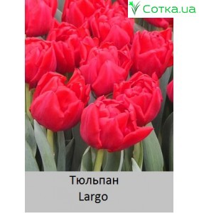 Largo