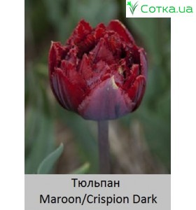Maroon/Crispion Dark