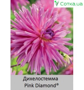Дихелостемма Pink Diamond®
