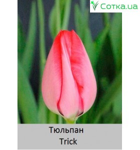 Тюльпан Trick