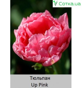Up Pink