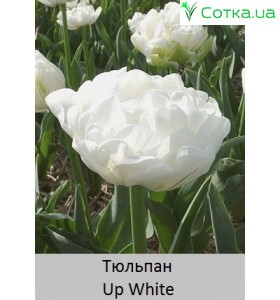 Up White