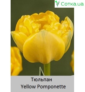 Yellow Pomponette