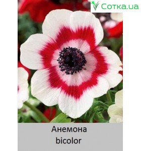 Анемона bicolor