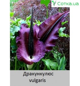 vulgaris