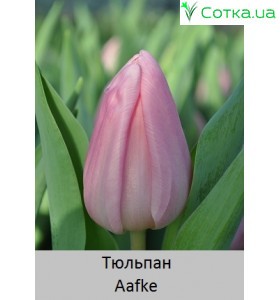 Тюльпан Aafke