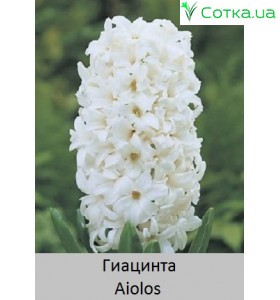 Гиацинт Aiolos