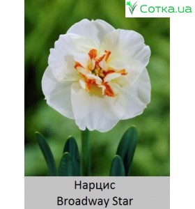 Нарцисс Broadway Star