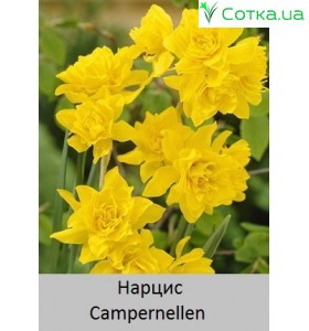 Нарцисс Campernellen  (odorus plenus)