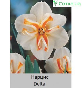 Нарцисс Delta