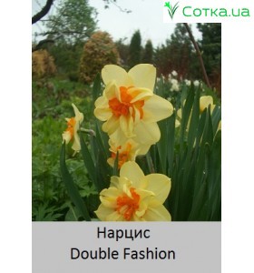Нарцисс Double Fashion