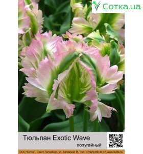 Exotic Wave