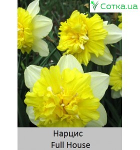 Нарцисс Full House