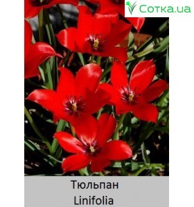 Linifolia