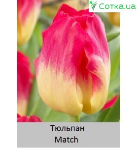 Match