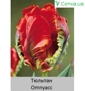 Тюльпан Omnyacc