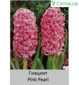 Гіацинт Pink Pearl  
