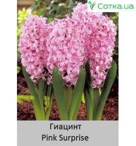 Pink Surprise