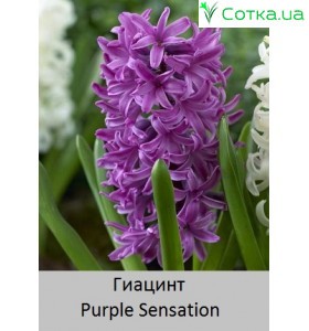Purple Sensation