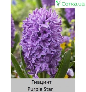 Гіацинт Purple Star            