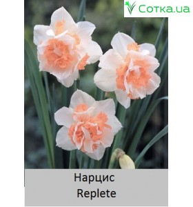 Нарцисс Replete